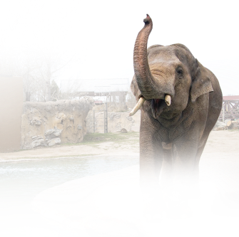 A decorative elephant background