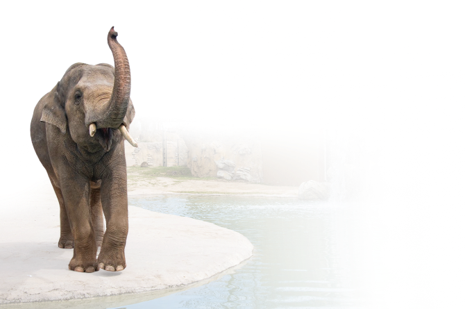 A decorative elephant background 