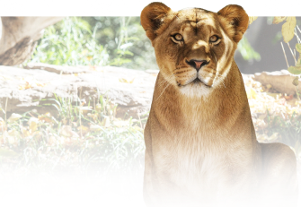 A decorative lion background