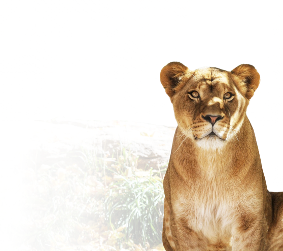 A decorative lion background 