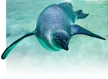 A decorative penguin background