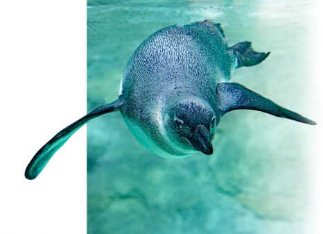 A decorative penguin background 