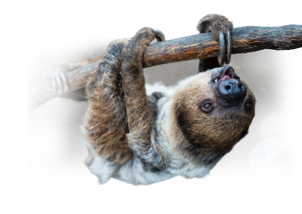 A decorative sloth background
