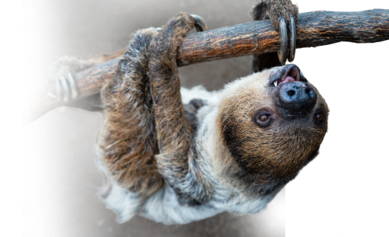 A decorative sloth background 